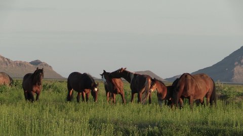 Herd of Wild Horses in Utah in Spring