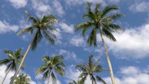 Wide shot of coconut palm trees with blue sky background.