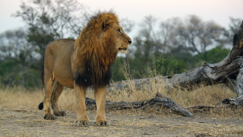 Male Lion Looking Around and Walking Out of Shot, Kruger National Park