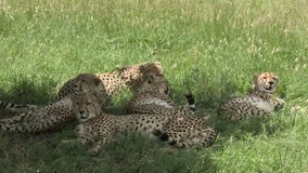 Cheetah (Acinonyx jubatus) "the five brothers" of the Maasai Mara, relaxing together in the shade of a tree. - Powered by Shutterstock - Get 15% off with code: PIKWIZARD15