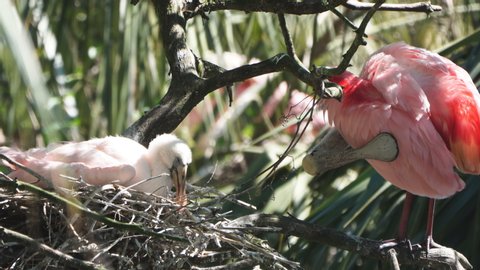 Roseate spoonbill (Platalea ajaja) nest with mother and baby. It  is a gregarious wading bird of the ibis and spoonbill family. Feeds in shallow fresh or coastal waters by swinging its bill from side 
