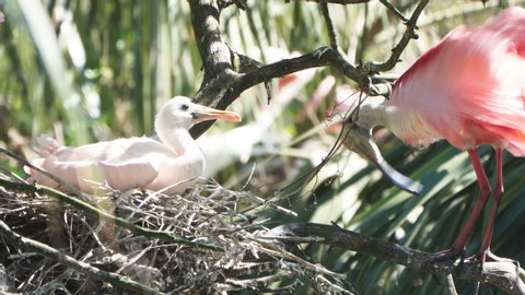 Roseate spoonbill (Platalea ajaja) nest with mother and baby. It  is a gregarious wading bird of the ibis and spoonbill family. Feeds in shallow fresh or coastal waters by swinging its bill from side 