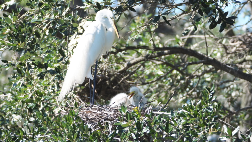 Great White Egret (Ardea alba ) nest. Mother and newly hatched small babies high above an alligator infested swamp. April in Florida. Roosted above water to protect from raccoons and snakes.