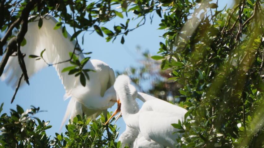 Great White Egret (Ardea alba ) nest. Mother and two babies almost as big as she is, high above an alligator infested swamp. Mother feeding babies. April in Florida. If they fall from nest, gator food