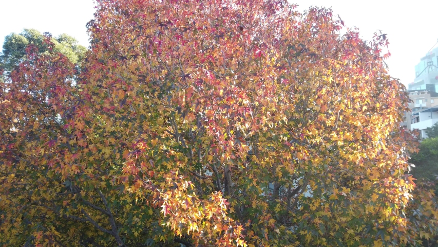 Maple tree starting to turn leaves from green to beautiful yellow red foliage as autumn 