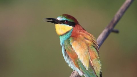 beautiful colorful bird sings sitting on a branch