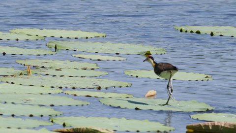 Jacana Bird walking on water