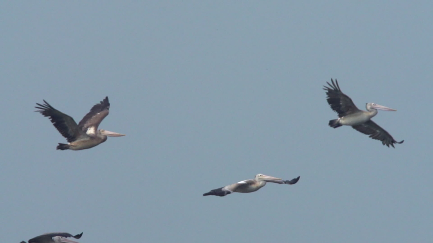 Spot billed Pelicans flying across wet land. Mangrove forest is a natural breakwater.Slow motion clip.