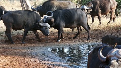 Two Large Male African Buffalo Sparring for Dominance at the Watering Hole