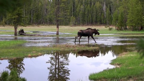 Wild moose walking through wetlands in the Canadian wilderness with blurred foliage in the foreground