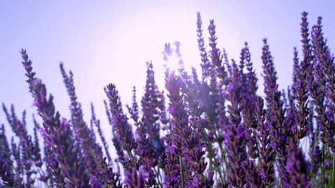 SLOW MOTION, CLOSE UP, LENS FLARE, DOF: Summer sunshine illuminating bees flying around lavender shrub. Tiny bees flying around the fragrant bushes of blooming lavender in scenic French countryside.