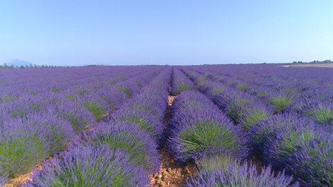 AERIAL: Flying along the vivid rows of lavender shrubs in the scenic sunny countryside of France. Breathtaking view of the rural landscape of Provence covered by endless rows of bright purple lavender Video de stock