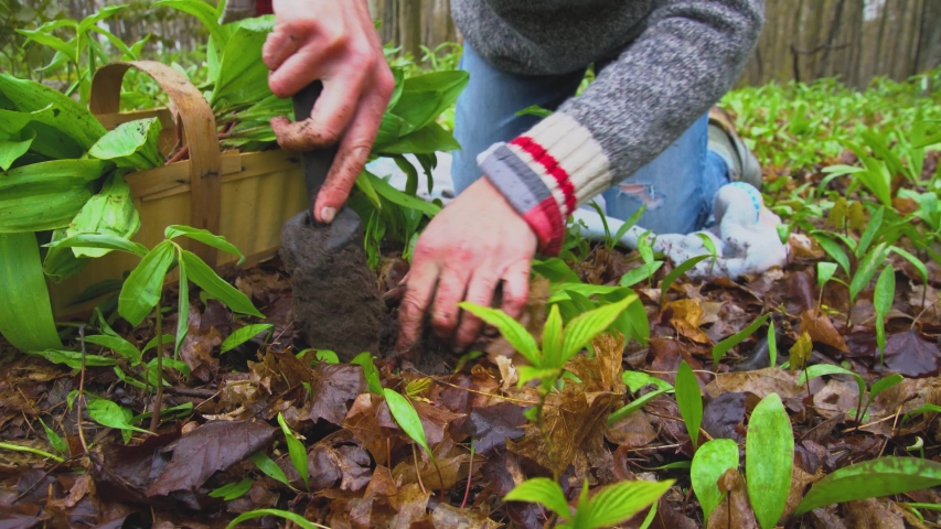 A woman sustainably harvesting ramps, or wild leeks