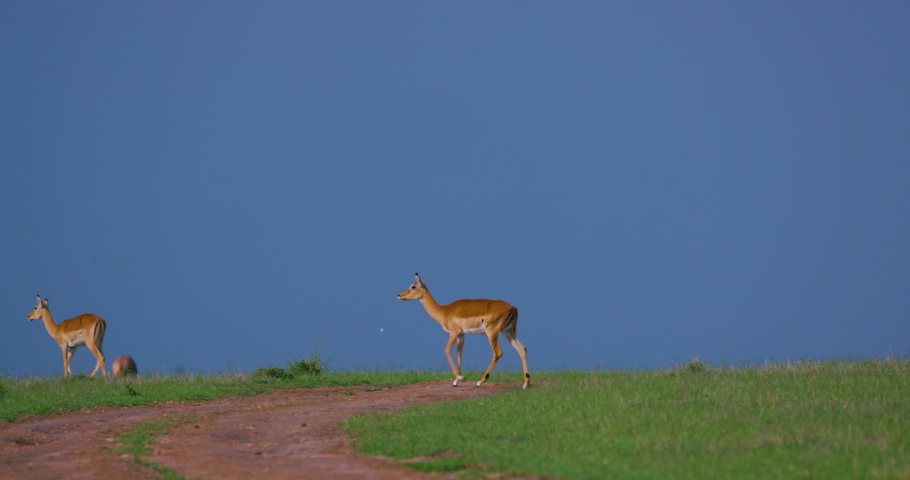 Impala Herd Crossing Track; Maasai Mara Kenya Africa