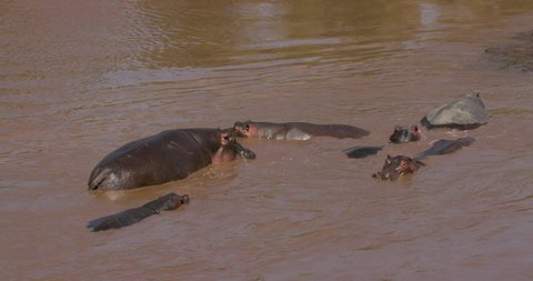 Hippopotamus In Mara River; Maasai Mara Kenya Africa