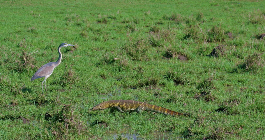 Grey Heron & Nile Monitor Lizard; Maasai Mara Kenya Africa