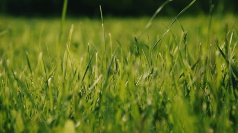 abstract green grass lawn swinging in the wind. beautiful nature background
