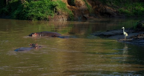 Grey Heron & Hippopotamuses In Mara River; Maasai Mara Kenya Africa