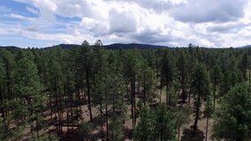 Drone aerial footage of the pine forest of the Prescott National Forrest, ?Prescott, Arizona. Pull back to reveal pine forest.
