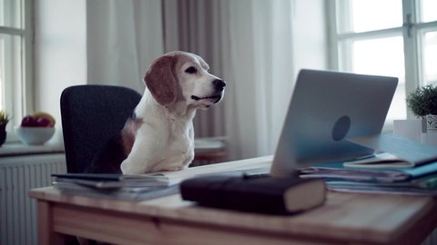 A pet dog sitting on a chair at the desk in home office. Slow motion.