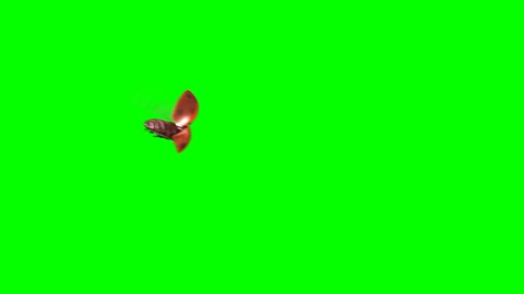 Ladybird Lands on a Green Background, 3d Animation