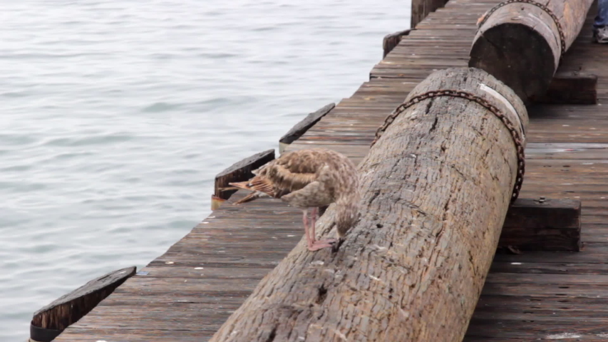 California Santa Barbara Pier early morning, seagull is eating on the pier by the ocean. Calm ocean overview from the pier in California.