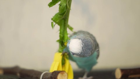 The budgie eats dandelion leaves, moving on the cage. Pet, fresh food