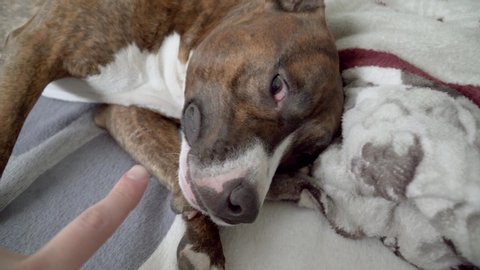 Staffordshire Terrier licks fingers owner