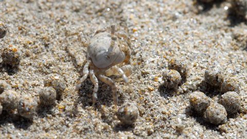 Scopimera globosa, sand bubbler crab. They feed by filtering sand through their mouthparts, leaving behind balls of sand. Nai Yang Beach, Phuket, Thailand. Macro