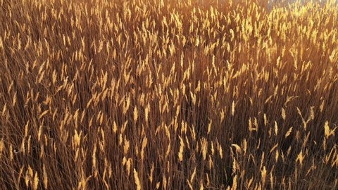 Aerial view of swaying dry inflorescences of reeds in the form of beautiful waves at sunset. The texture of the tops of dry reeds. Panorama of the lake with a quiet water surface. Drone.
