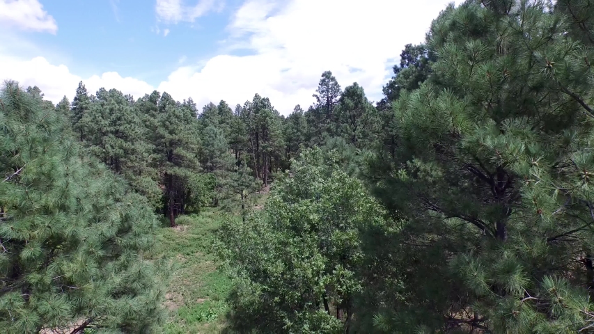 Drone aerial footage of the pine forest of the Prescott National Forrest, ?Prescott, Arizona. Pull back to reveal campgrounds