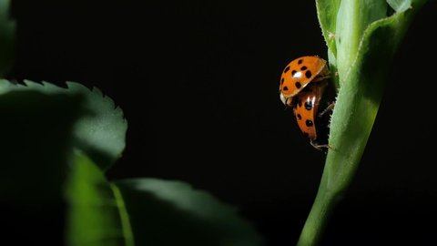Ladybug. Mating Ladybirds Beetles on the leaves. Close-up. Black background. Camera wiring.