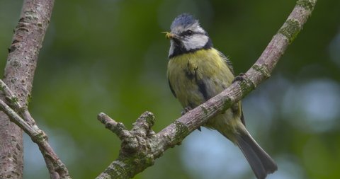Eurasian Blue Tit bird with insect in beak perched on tree branch slow motion
