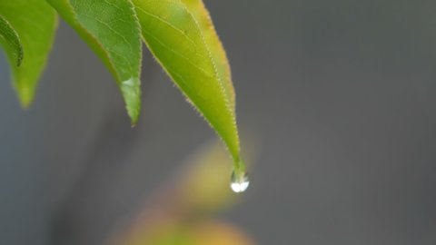 Picturesque scene of a young green leaf apricots tree after the rain in setting sun. Raindrops water on the branch in the spring or in the summer close up view