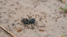 A flock of small black ants Leptothorax muscorum surrounded the corpse of a beetle and try to transfer it to the nest or eat