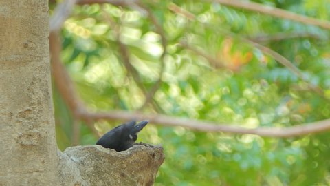 White-vented Myna bird (Acridotheres grandis) on tree is waiting for feeding young bird.