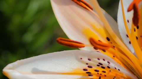 closeup flower lily,tiger flower lily closeup stamens