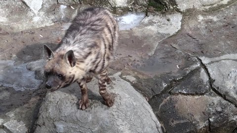 striped hyena is sniffing the air, looking around and into the camera, slow motion, close-up