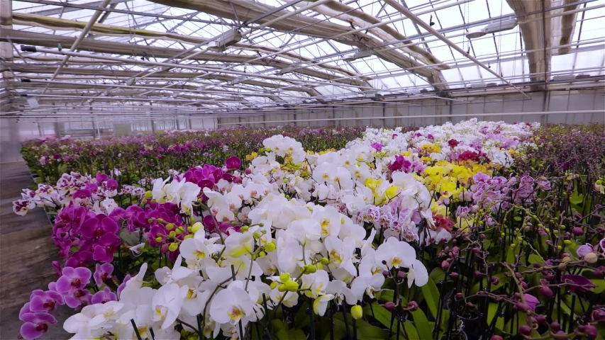 Panorama of a blooming orchid. Blooming orchid panorama. Orchid flower close up, beautiful orchid close up