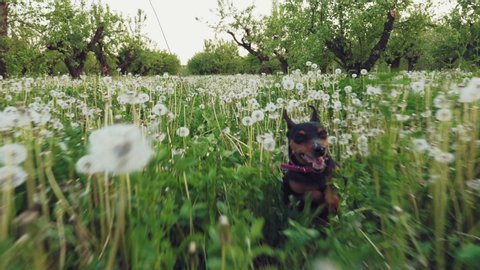 Active and energetic miniature pinscher dog runs along green grass and dandelions in a garden in spring. Slow motion shot.