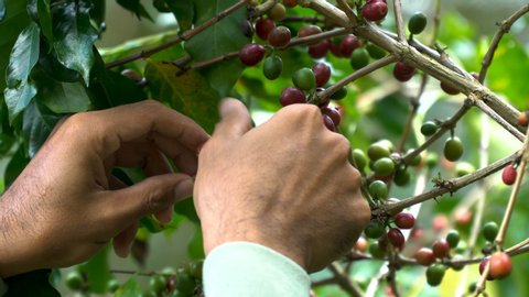 Hand picking coffee beans from branch of coffee plant