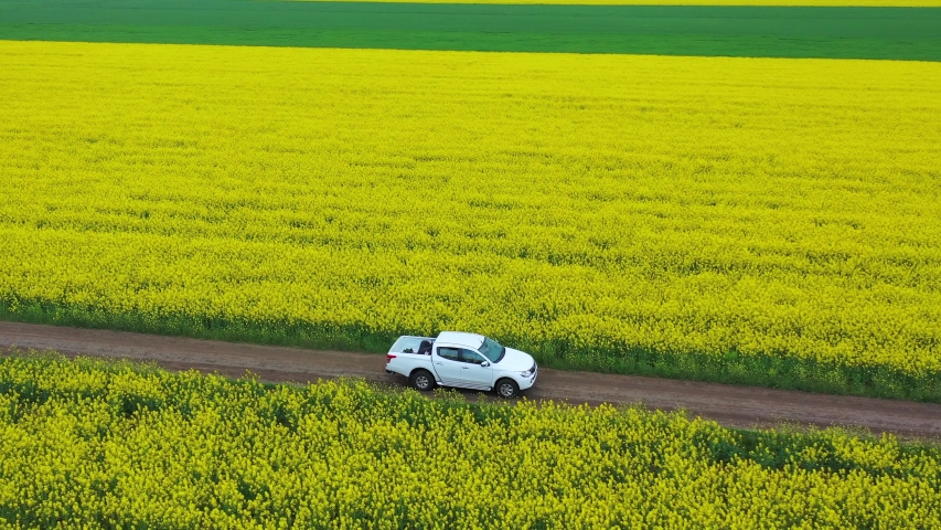 Aerial view of offroad pick up truck driving through bright yellow rape flowers field Royalty-Free Stock Footage #1029596657