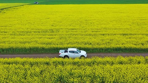 Aerial view of offroad pick up truck driving through bright yellow rape flowers field