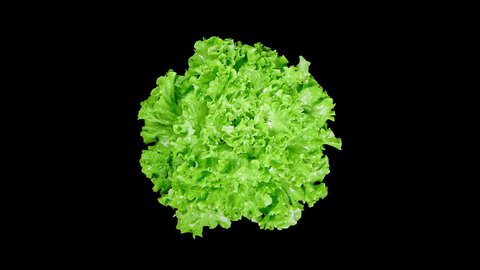 Top View of Fresh Raw Lettuce Rotating on the Black Background in SloMo with Droplets Splashing Around from Green Leaves. Shot with High Speed Camera, Phantom Flex 4K.