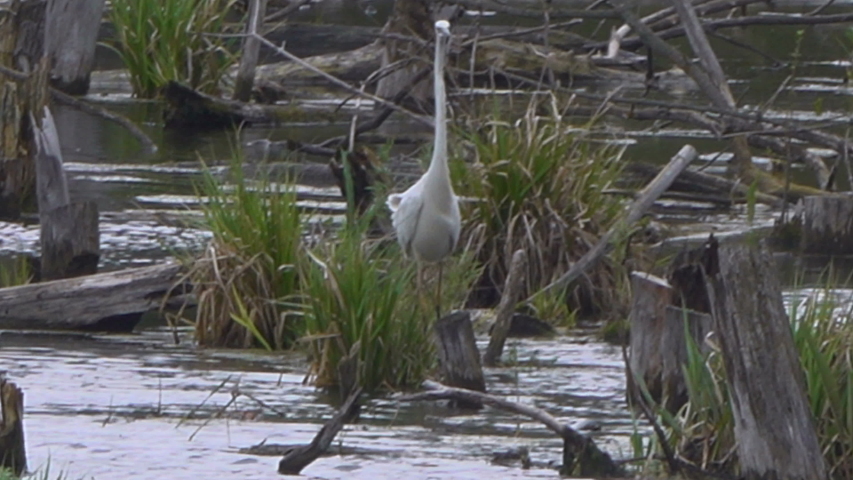 egret in search of food on the river in cold windy weather. Early spring.