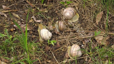 Land snail - Helix albescens.