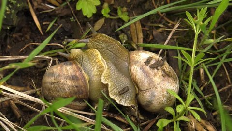 Land snail - Helix albescens.