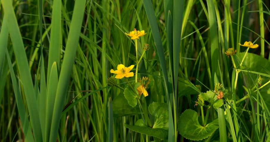 Caltha Palustris, Known As Marsh-marigold And Kingcup, Is A Perennial Herbaceous Plant Of The Buttercup Family, Native To Marshes, Fens, Ditches And Wet Woodland. Belarus, Belarusian Nature