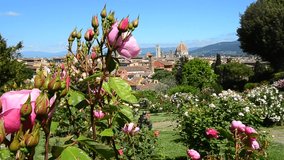 Close up on pink roses in a garden near Piazzale Michelangelo in Florence with blue sky. Cathedral of Santa Maria del Fiore on the background. Tuscany, Italy.