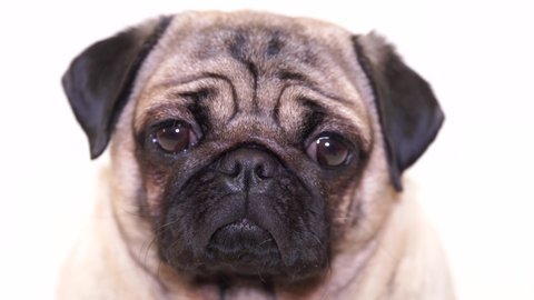 Angry Pissed Pug Dog Headshot Photo Stock Illustration 1298887324 ...